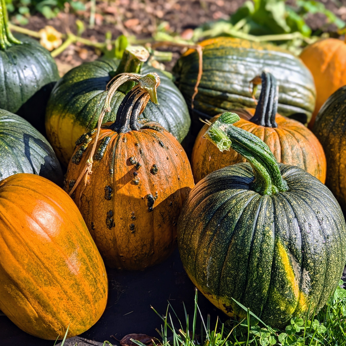 Pumpkins & Squash and their Importance in Sephardi Cooking: A Sukkot Cooking Experience (in person)