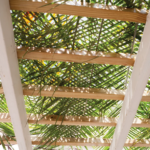 Jews Of Color: Joy in the Sukkah with Rav Tiferet AT TBZ (in person)
